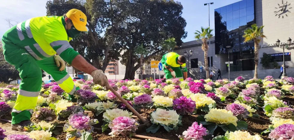 El Ayuntamiento de Alicante renueva los tapices de flores con cerca de 4.000 plantas | Las